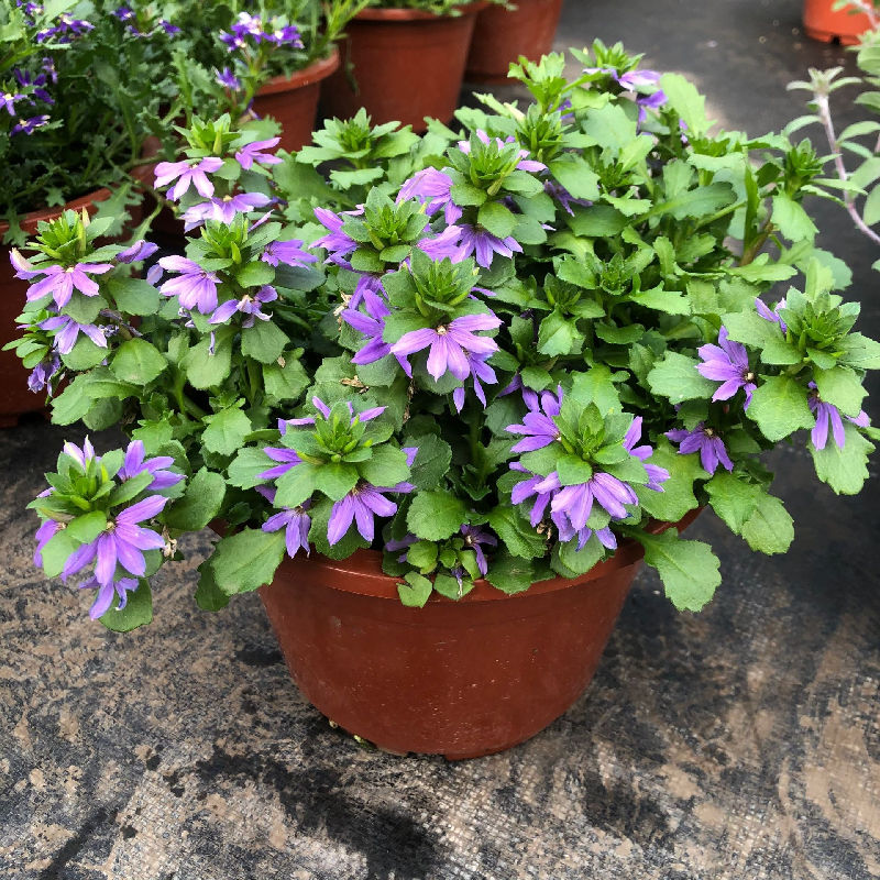 紫扇花盆栽带花纸扇花蓝扇花多年生草海桐垂吊盆花坛地被花卉