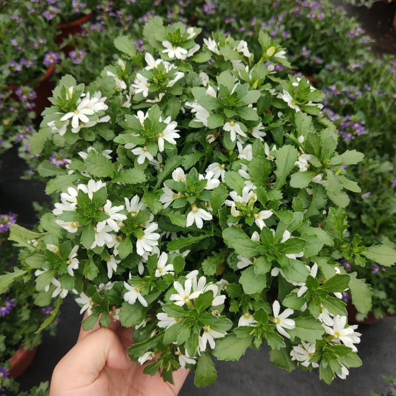 紫扇花盆栽带花纸扇花蓝扇花多年生草海桐垂吊盆花坛地被花卉