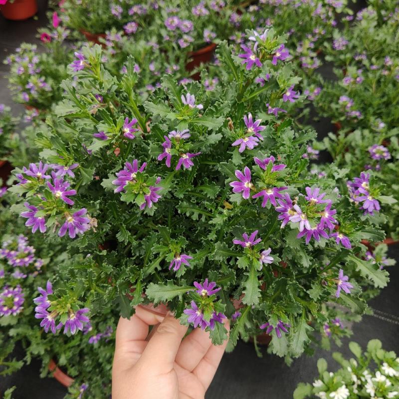 紫扇花盆栽带花纸扇花蓝扇花多年生草海桐垂吊盆花坛地被花卉