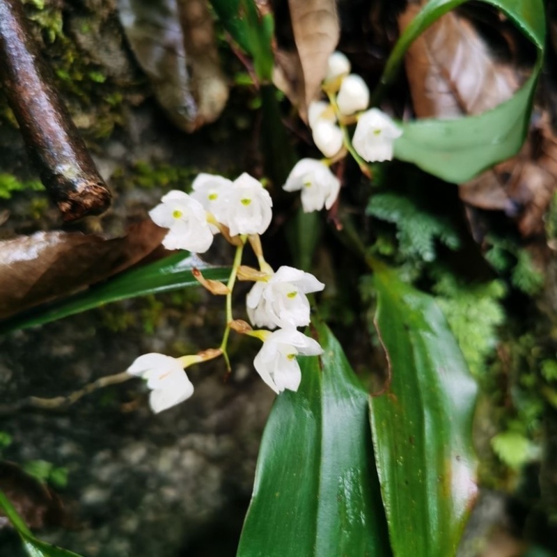 石仙桃