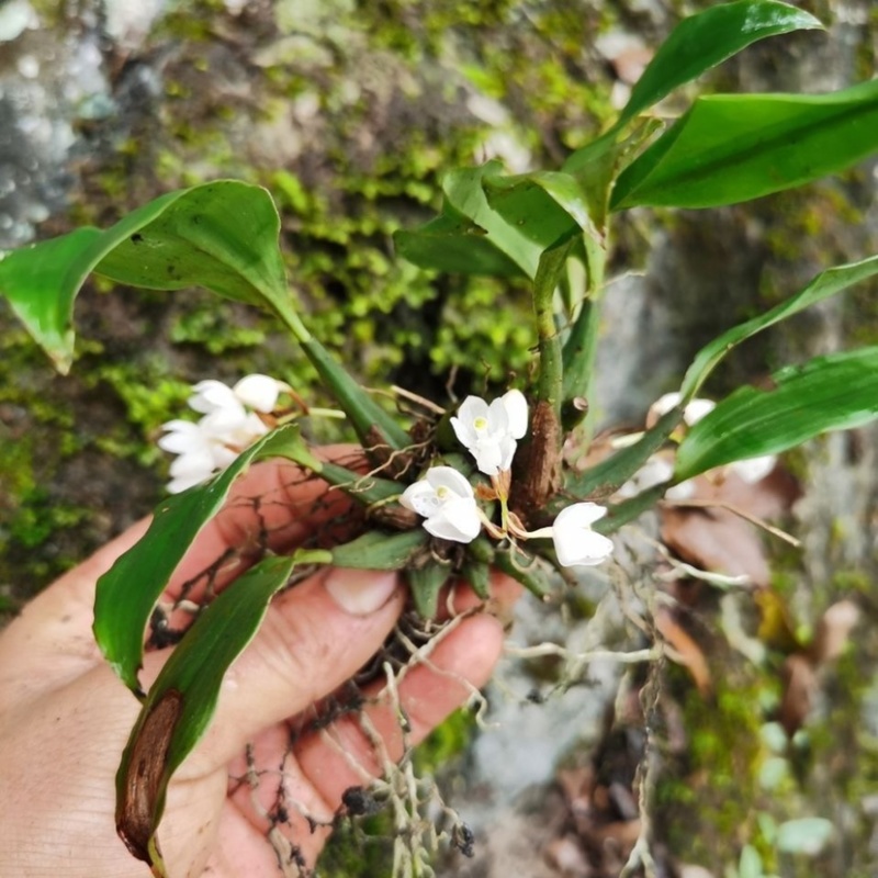 石仙桃