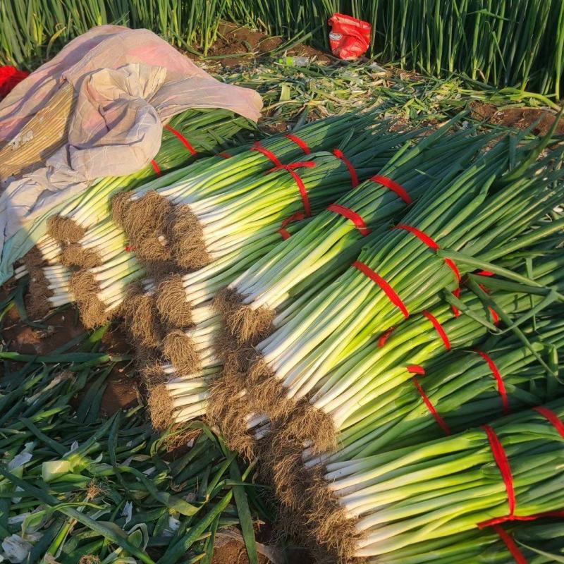 地膜插葱，货源充足，常年供货