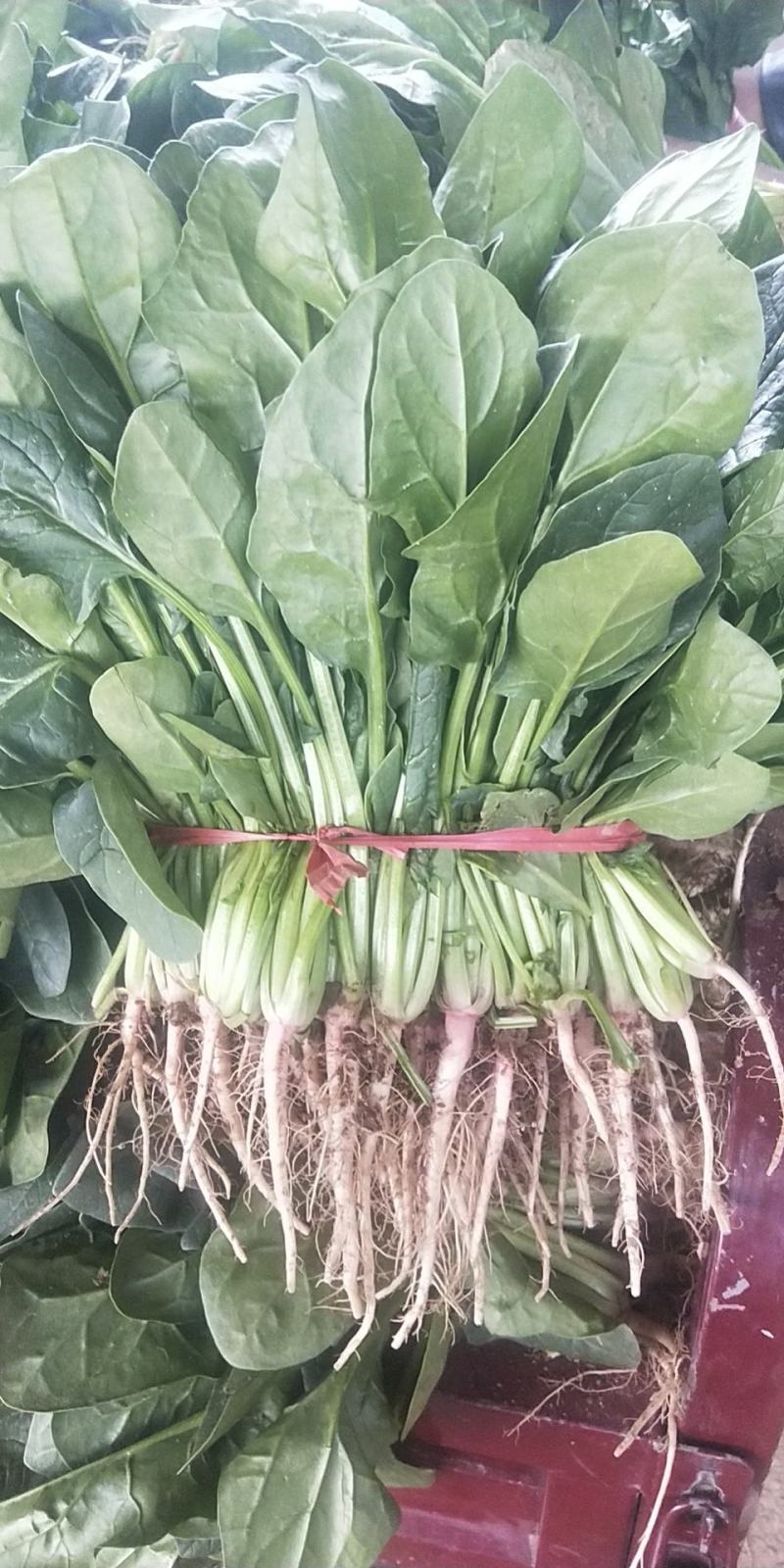 精品香菜菠菜