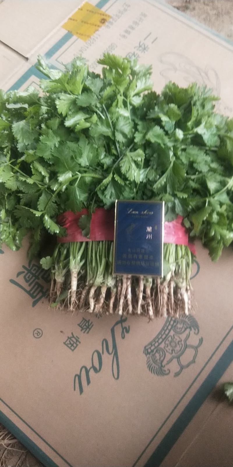 精品香菜菠菜