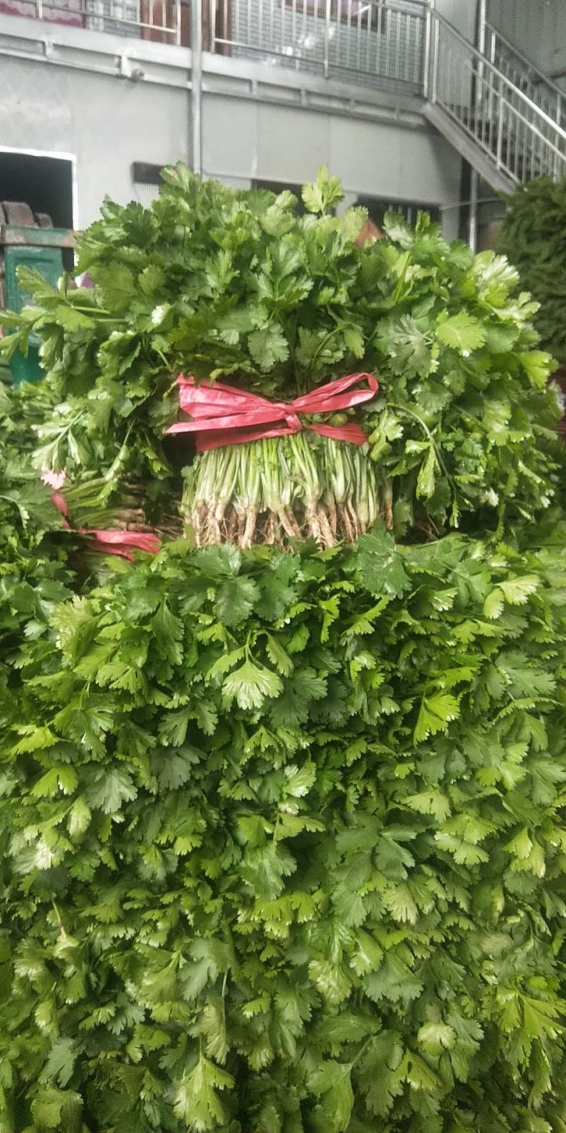 精品香菜菠菜