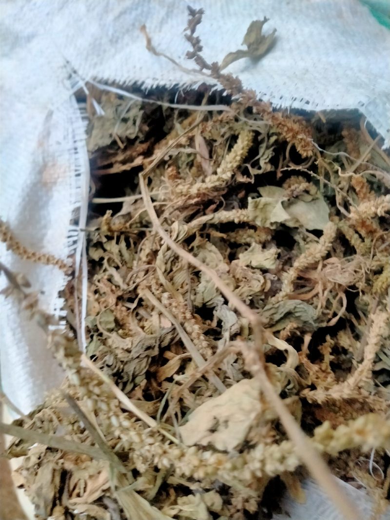 车前草
