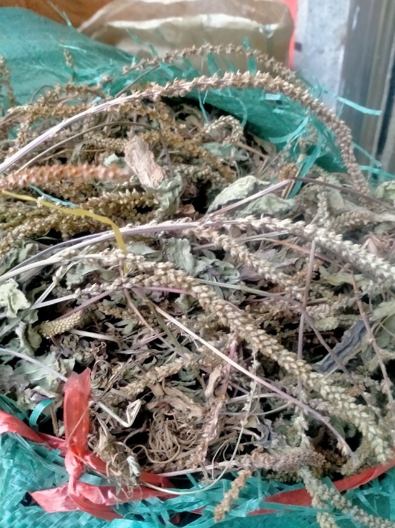 车前草