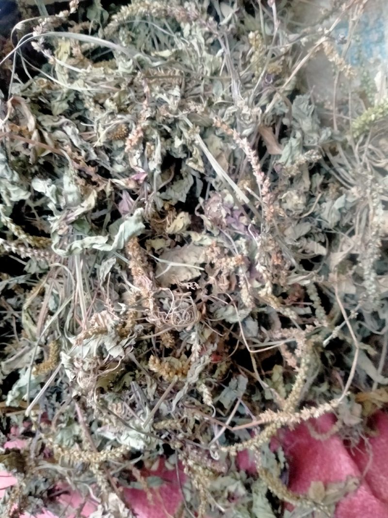车前草