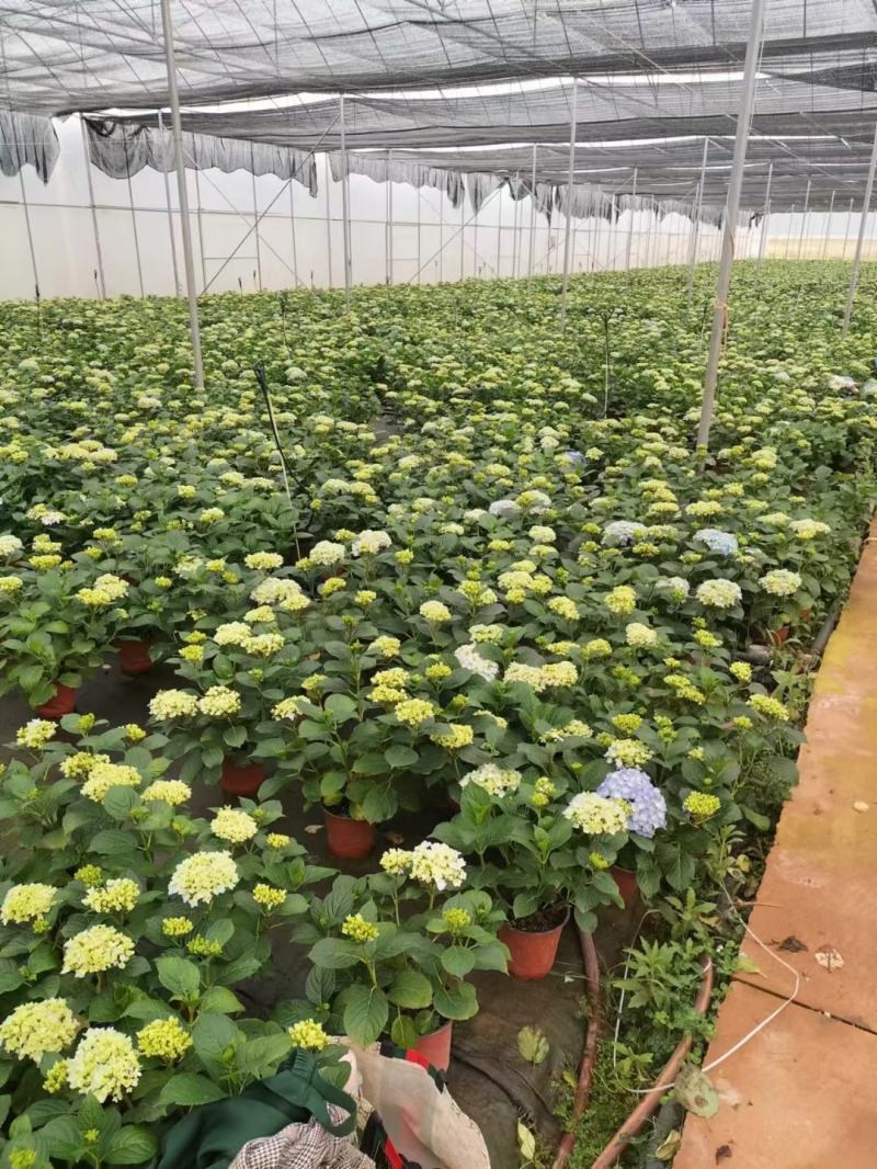 180#梦之蓝绣球一箱20盆A级5个花头起基地直发实物拍
