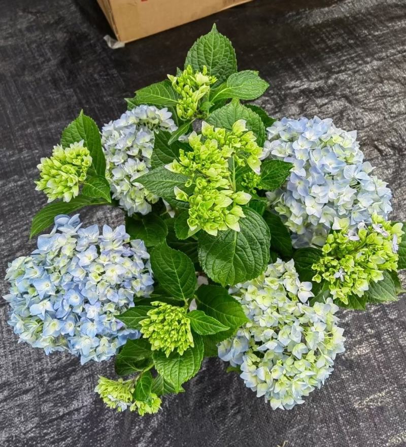 180#梦之蓝绣球一箱20盆A级5个花头起基地直发实物拍