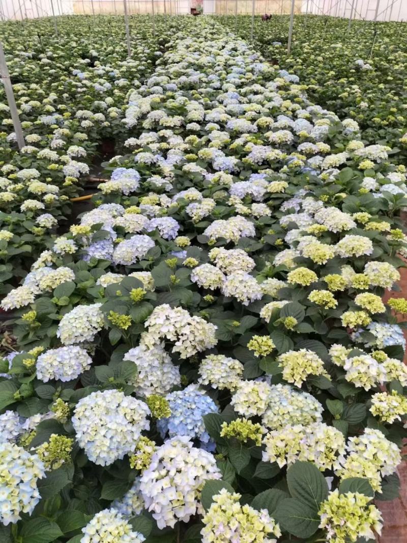 180#梦之蓝绣球一箱20盆A级5个花头起基地直发实物拍