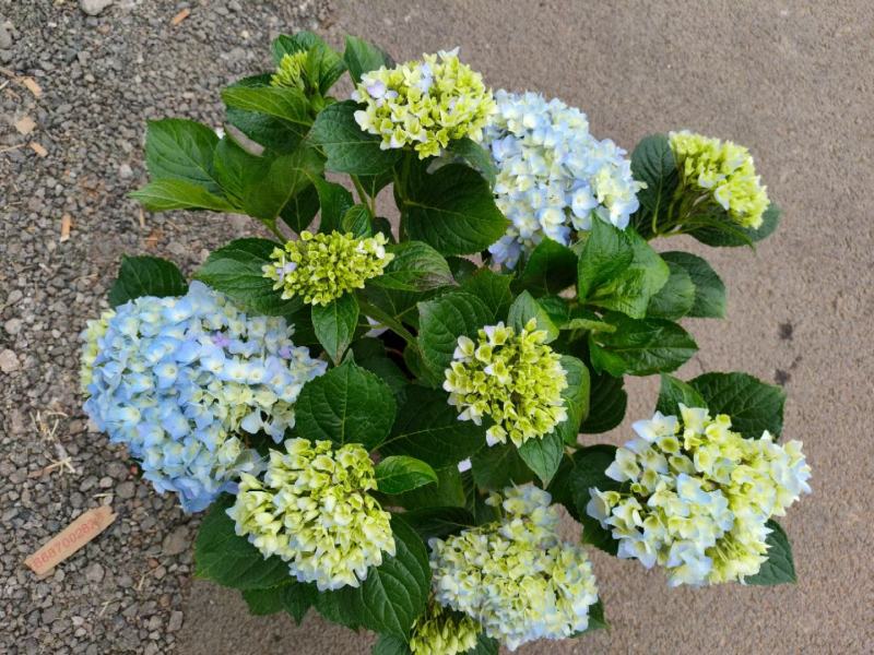 180#梦之蓝绣球一箱20盆A级5个花头起基地直发实物拍
