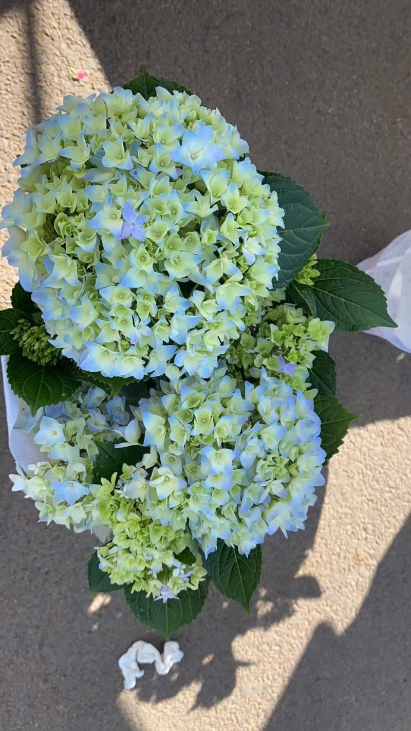 180#梦之蓝绣球一箱20盆A级5个花头起基地直发实物拍
