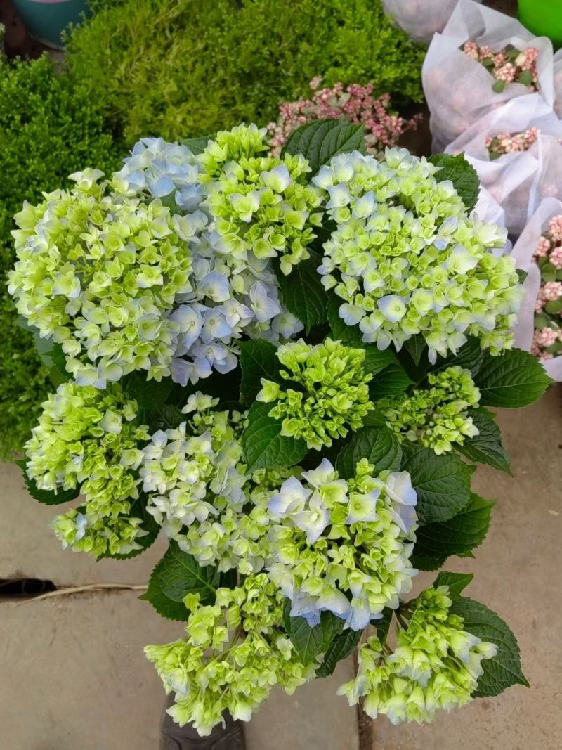 180#梦之蓝绣球一箱20盆A级5个花头起基地直发实物拍