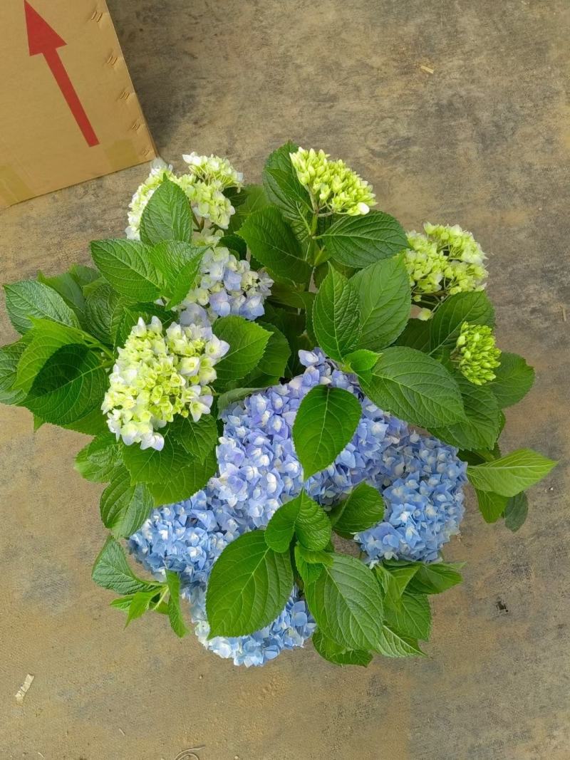 180#梦之蓝绣球一箱20盆A级5个花头起基地直发实物拍