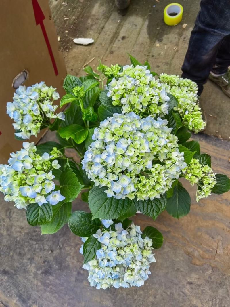 180#梦之蓝绣球一箱20盆A级5个花头起基地直发实物拍