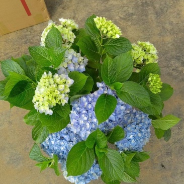 180#梦之蓝绣球一箱20盆A级5个花头起基地直发实物拍