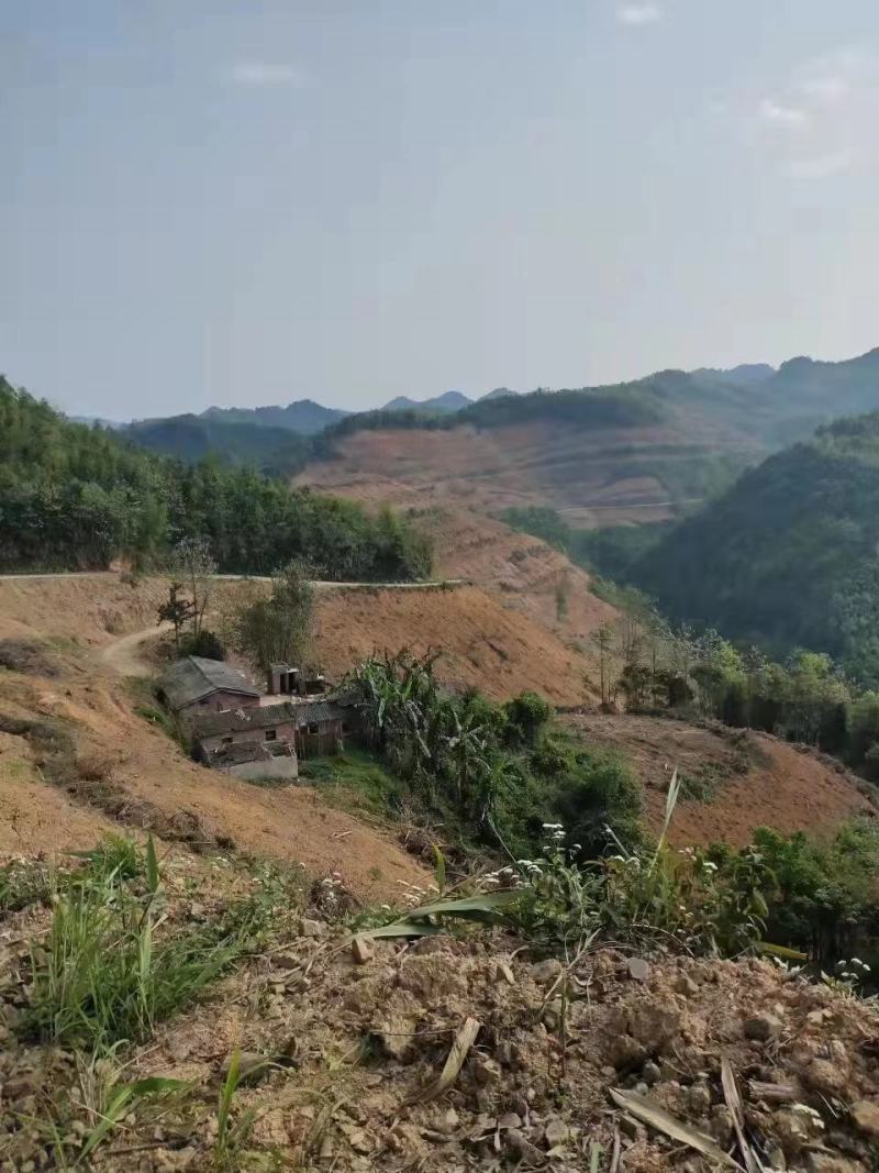 百色与云南交界、一万亩可以种植桉树