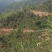 百色与云南交界、一万亩可以种植桉树