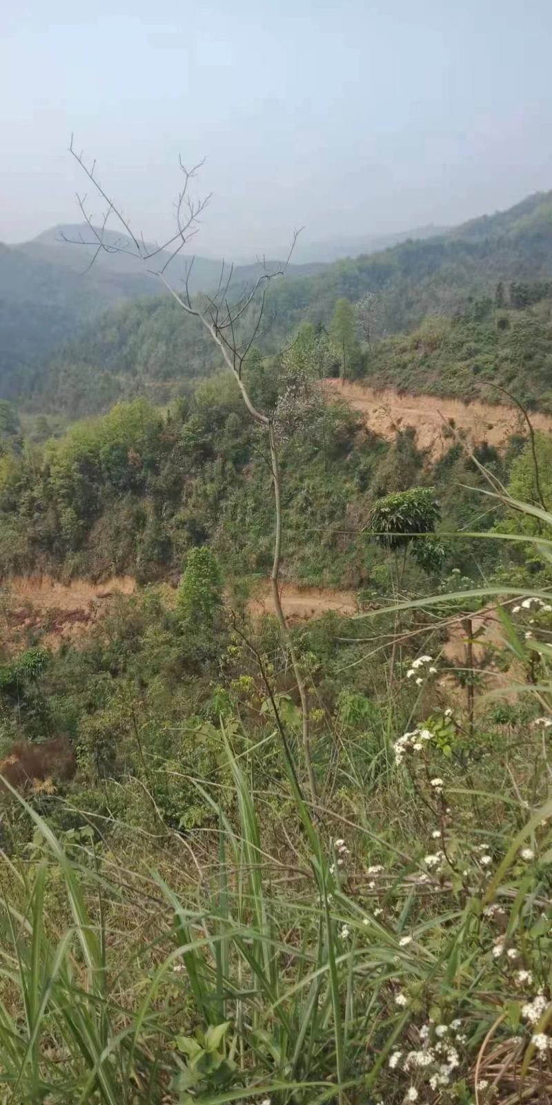 百色与云南交界、一万亩可以种植桉树