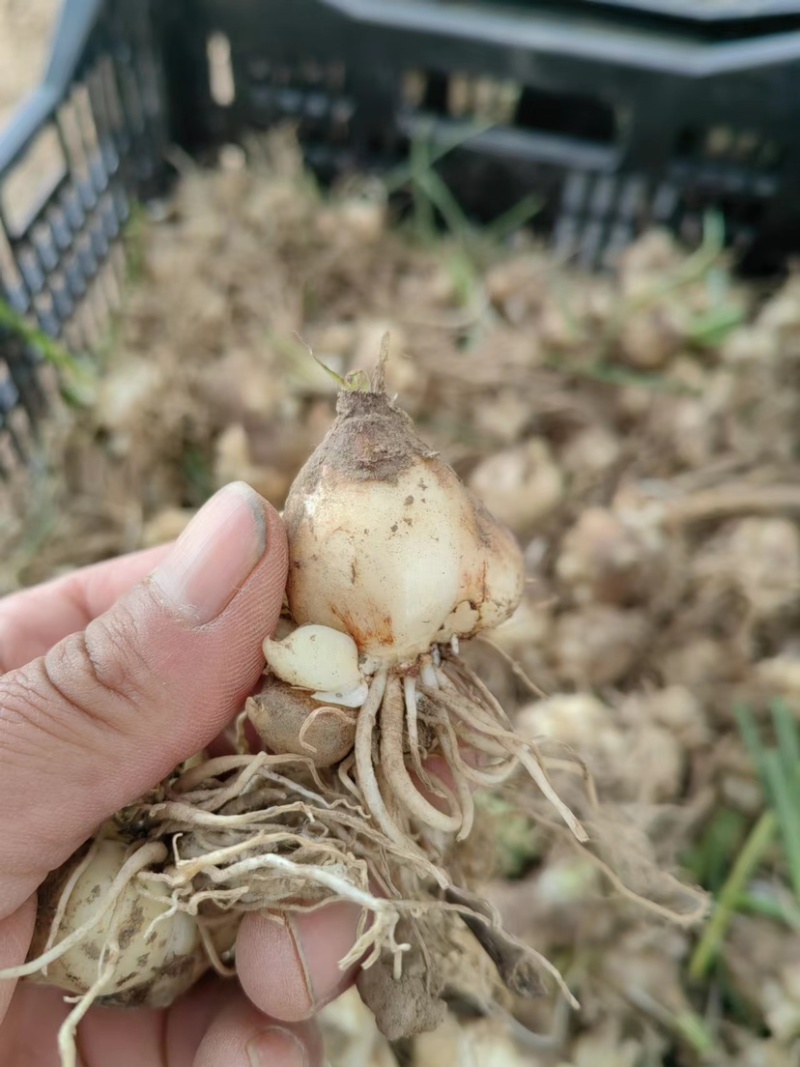 葡萄风信子多年生四季种植冬季耐寒球根花卉亚美尼亚