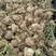 葡萄风信子多年生四季种植冬季耐寒球根花卉亚美尼亚