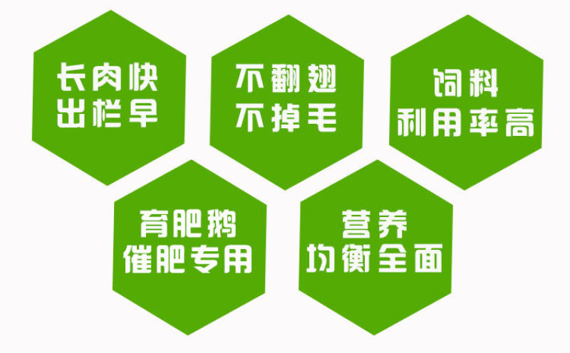 鹅饲料小鹅育肥增肥预混料