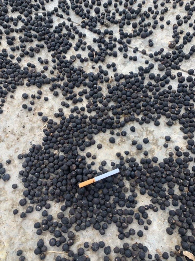 柑橘落地果，枳实，各种橙类，桔子干湿都可以供应