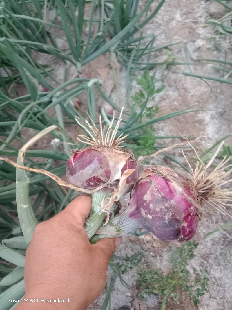 紫皮洋葱河南通许大量供应，诚信发往全国欢迎订购