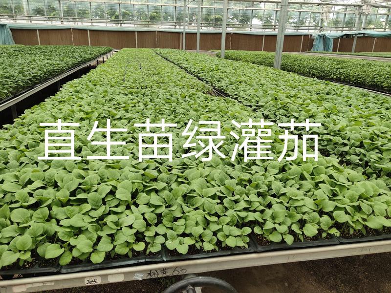 绿罐绿茄子苗高品质抗病高产亩产13000`公斤囗感好结果