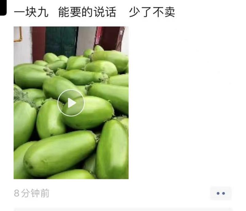 绿罐绿茄子苗高品质抗病高产亩产13000`公斤囗感好结果