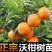 新会柑沃柑苗091无籽沃柑苗金桔苗脆蜜金桔苗金秋沙糖桔苗