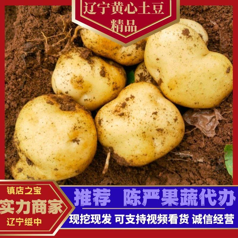 【热卖】中薯5号山地黄心土豆大量有货个头大皮毛亮暑型正