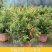 石榴花盆栽地栽带花苞庭院阳台花园花坛花镜开花卉