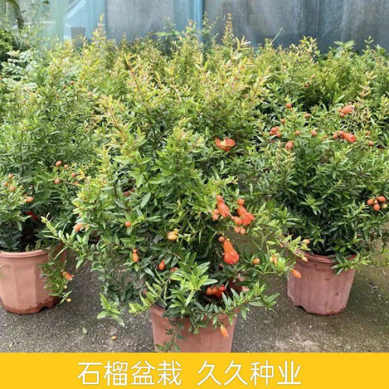 石榴花盆栽地栽带花苞庭院阳台花园花坛花镜开花卉