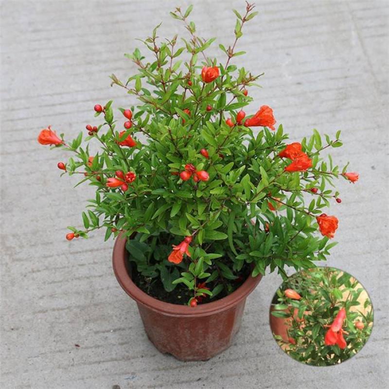 石榴花盆栽地栽带花苞庭院阳台花园花坛花镜开花卉