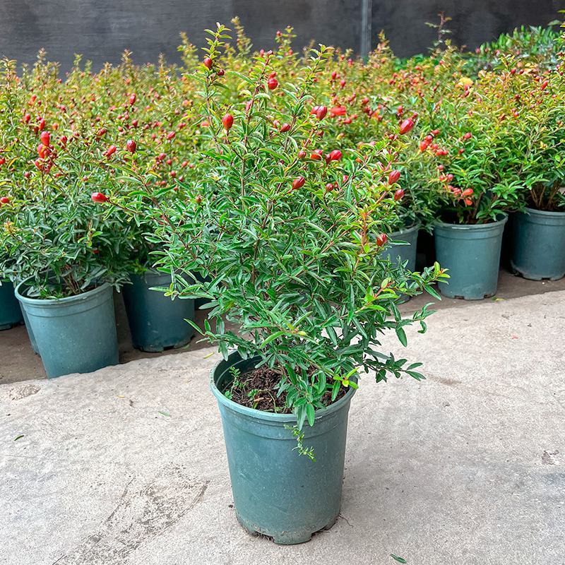 石榴花盆栽地栽带花苞庭院阳台花园花坛花镜开花卉