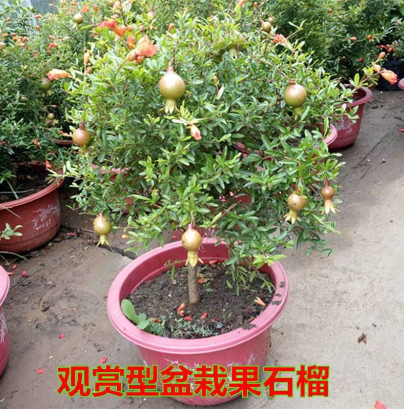 石榴花盆栽地栽带花苞庭院阳台花园花坛花镜开花卉