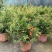 石榴花盆栽地栽带花苞庭院阳台花园花坛花镜开花卉