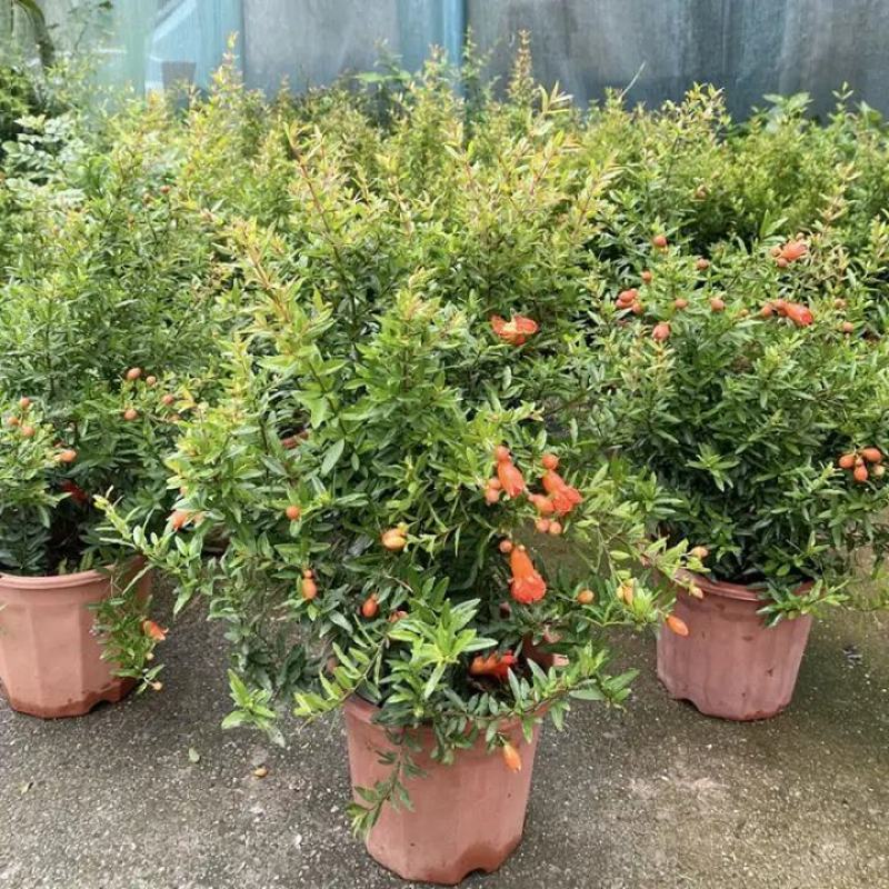 石榴花盆栽地栽带花苞庭院阳台花园花坛花镜开花卉