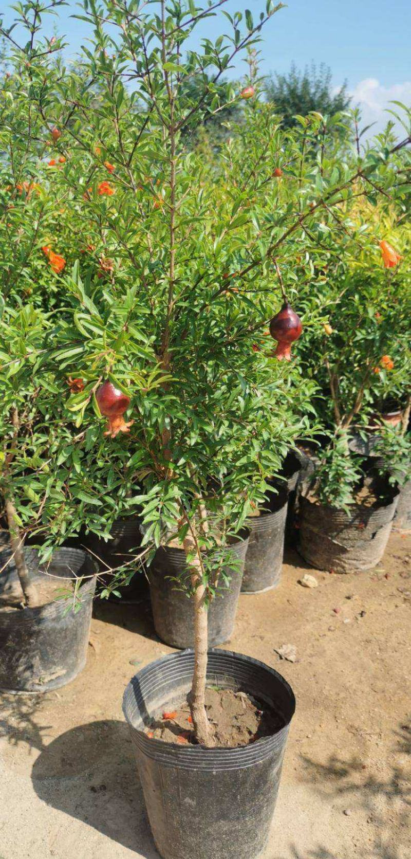石榴花盆栽地栽带花苞庭院阳台花园花坛花镜开花卉