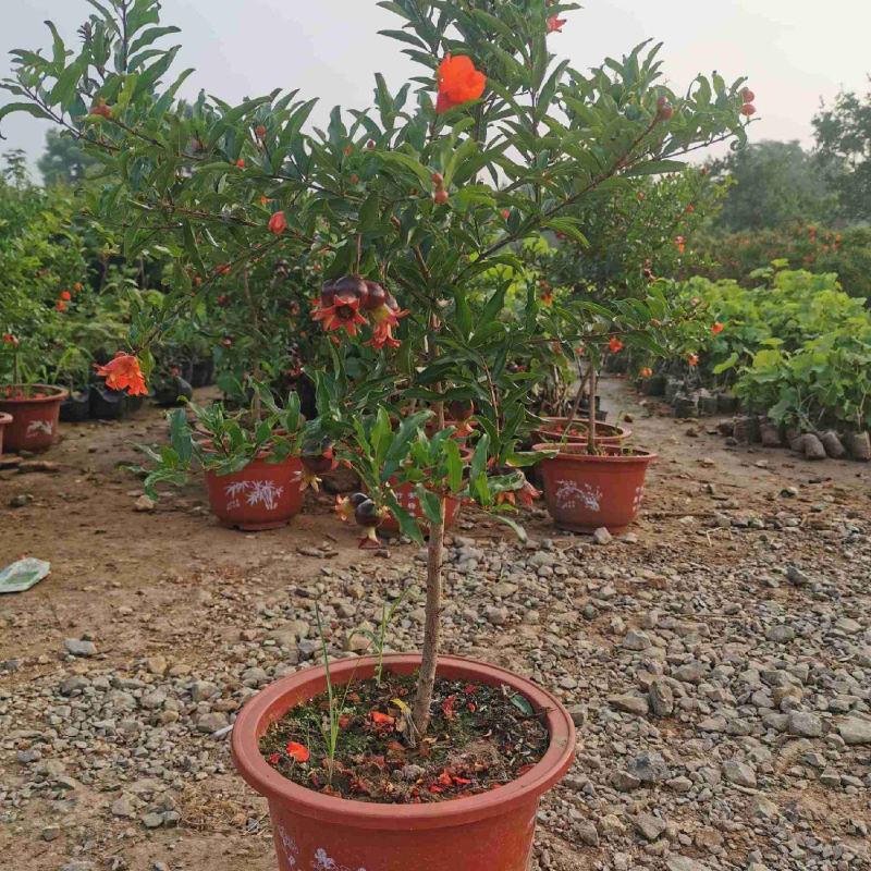 石榴花盆栽地栽带花苞庭院阳台花园花坛花镜开花卉