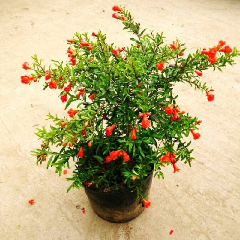 石榴花盆栽地栽带花苞庭院阳台花园花坛花镜开花卉