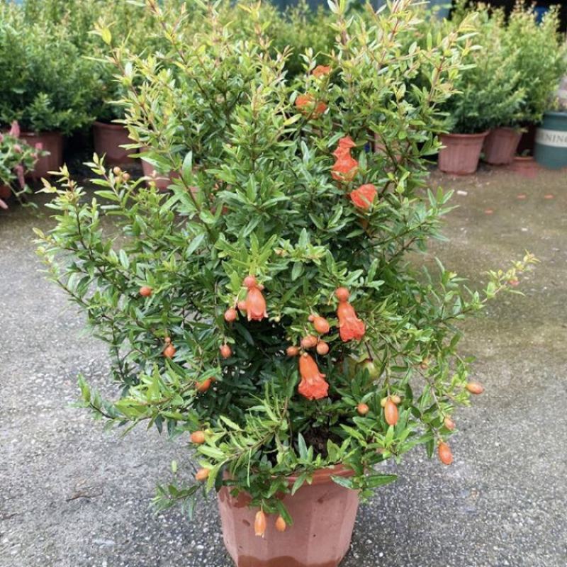 石榴花盆栽地栽带花苞庭院阳台花园花坛花镜开花卉