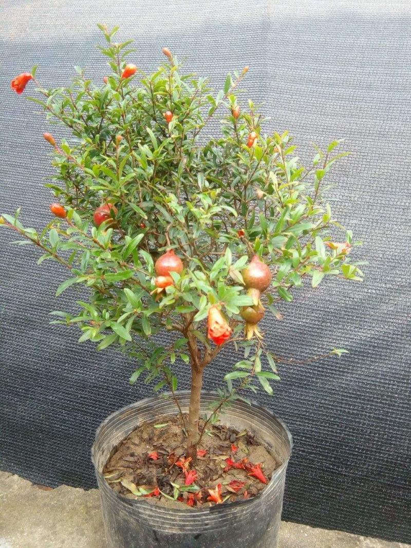 石榴花盆栽地栽带花苞庭院阳台花园花坛花镜开花卉