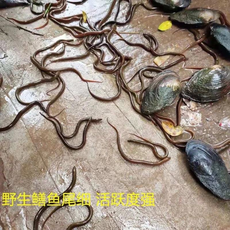 黄鳝苗长鱼苗稻田鳝鱼活体鱼苗小黄鳝苗淡水养殖鳝苗