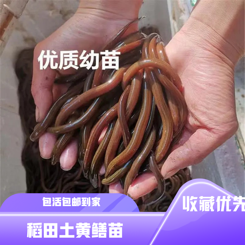 黄鳝苗长鱼苗稻田鳝鱼活体鱼苗小黄鳝苗淡水养殖鳝苗