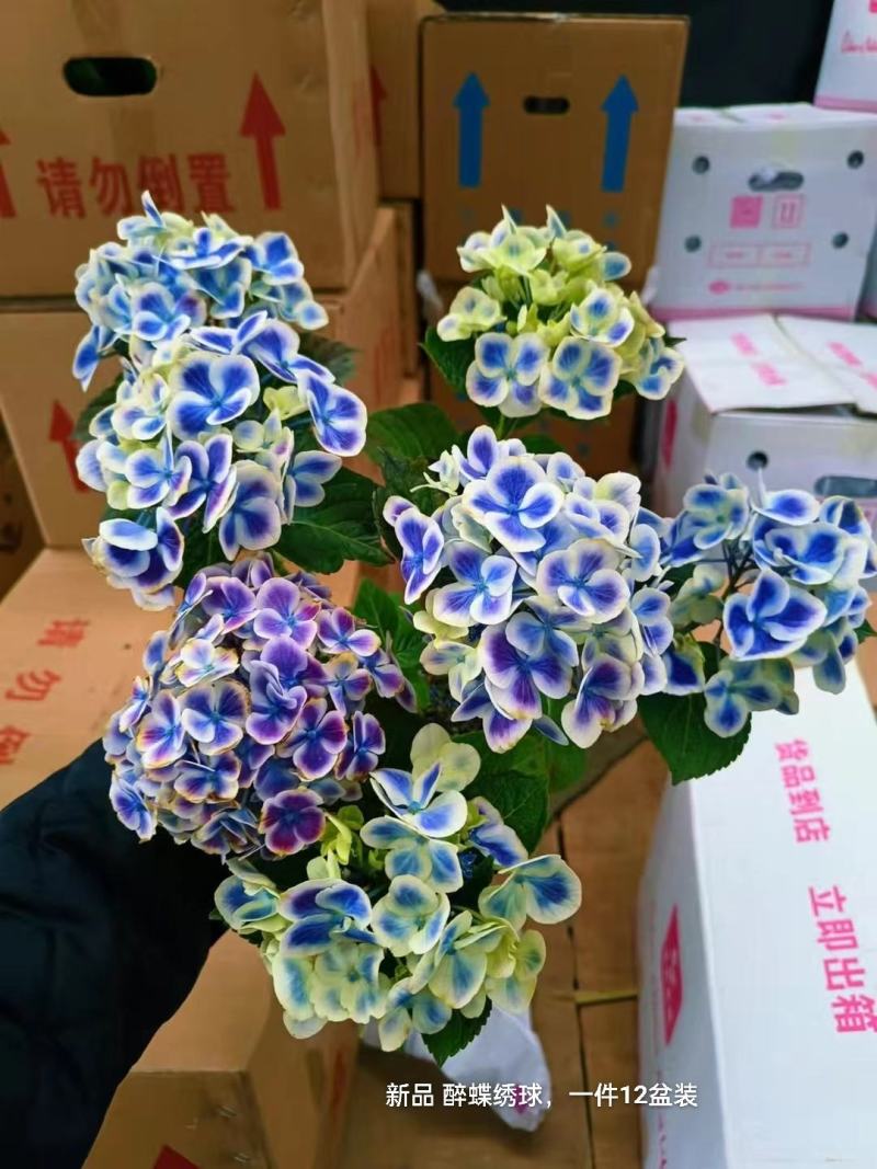 新品醉蝶绣球一箱12盆装一盆15元很梦幻的一款绣球实物拍