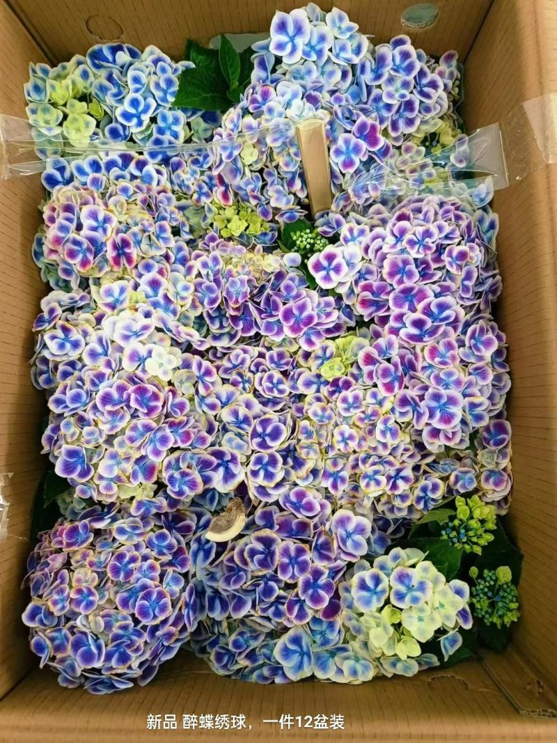新品醉蝶绣球一箱12盆装一盆15元很梦幻的一款绣球实物拍