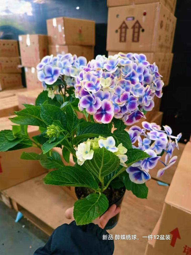 新品醉蝶绣球一箱12盆装一盆15元很梦幻的一款绣球实物拍